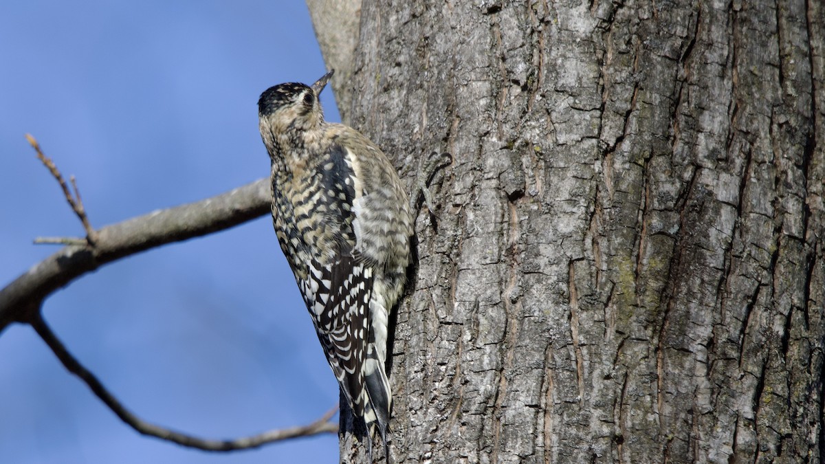 kanadasevjespett - ML646803489