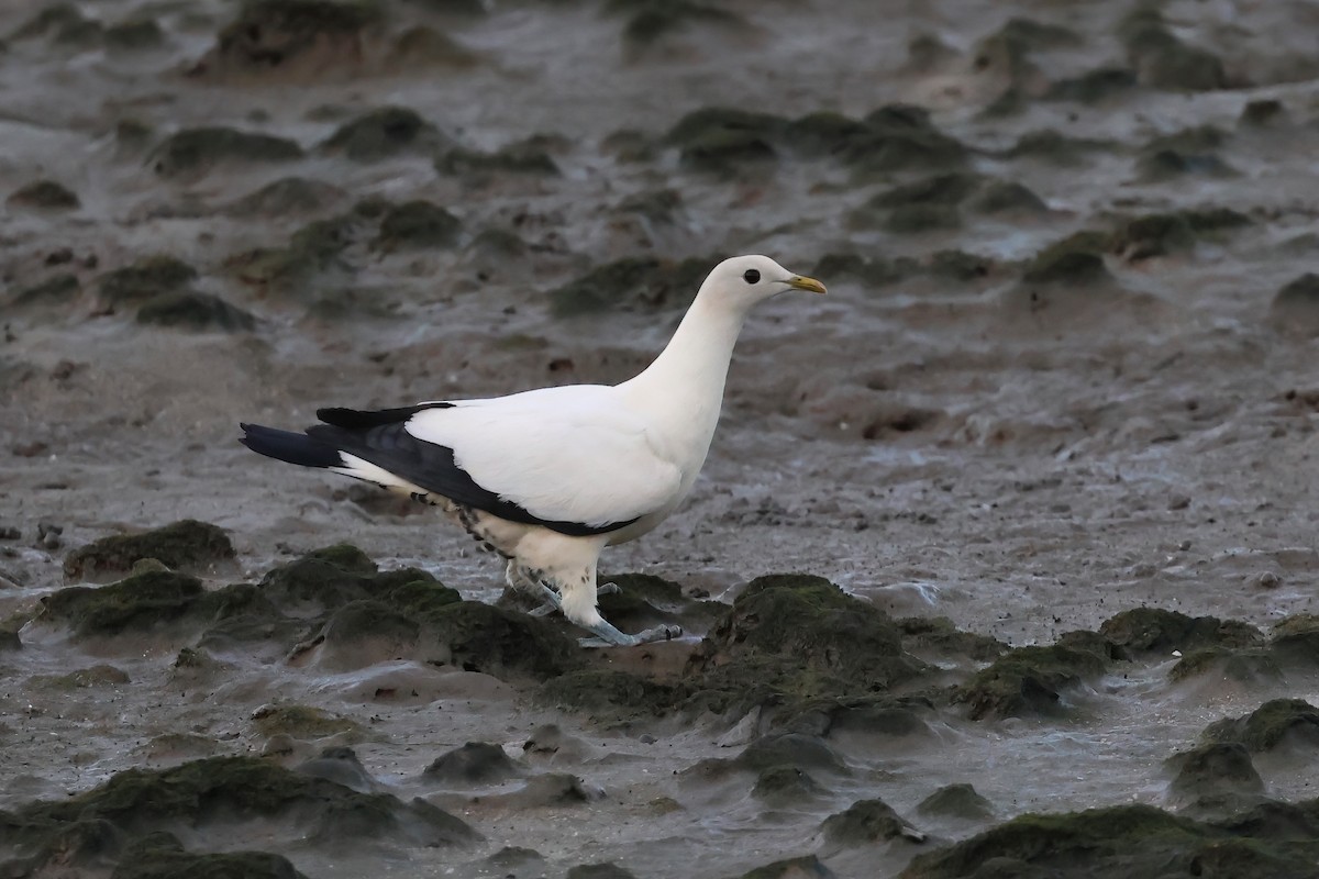 snøkeiserdue - ML646803498