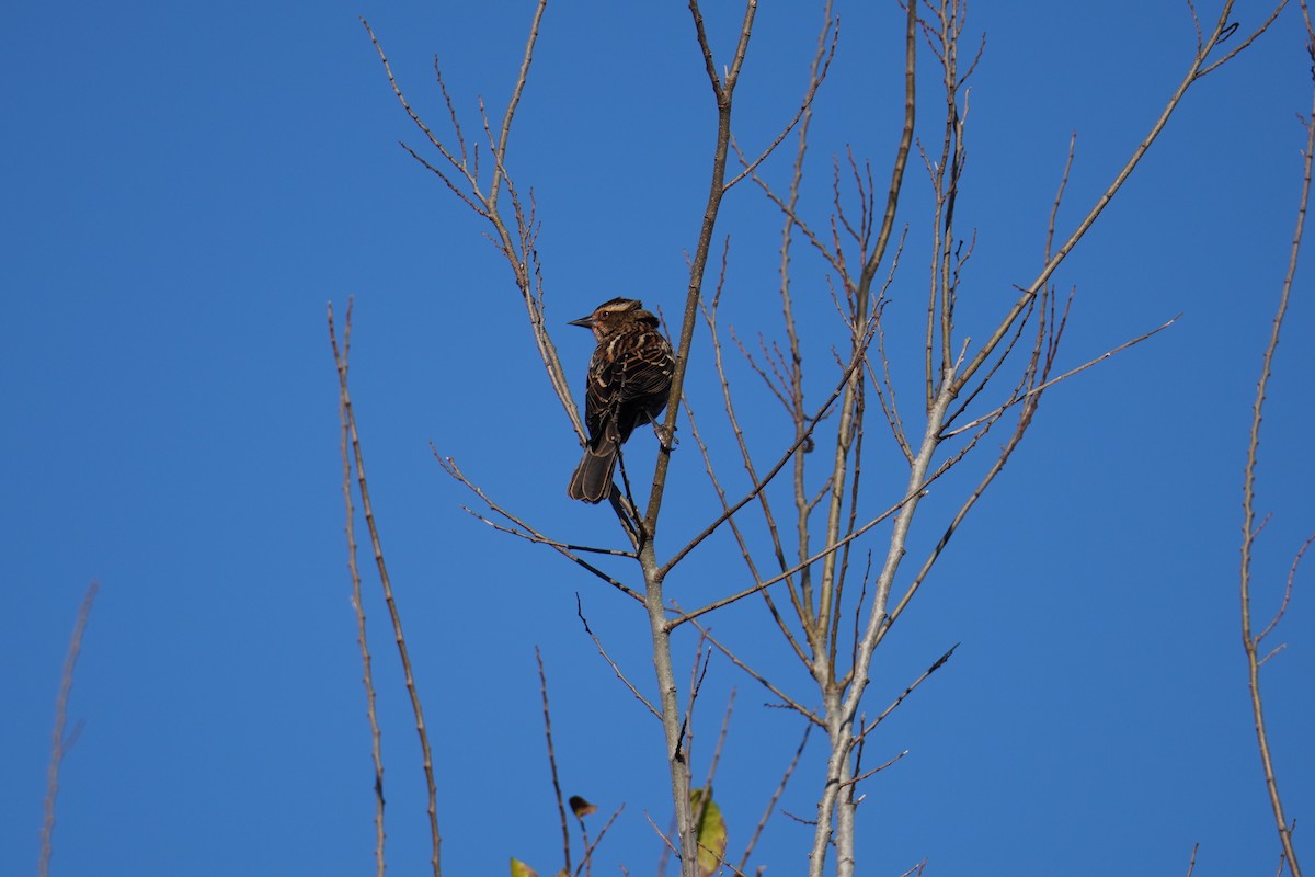 Red-winged Blackbird - ML646803500
