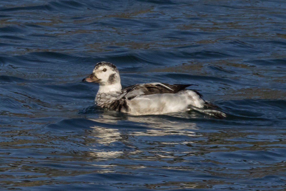 Мөнгөлөг шунгаахай - ML646803502