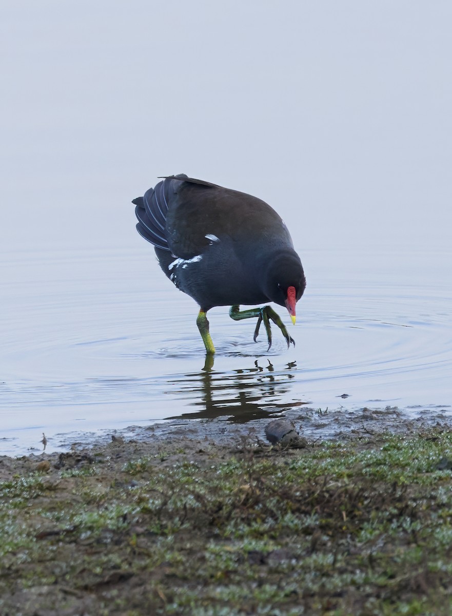 紅冠水雞 - ML646803503