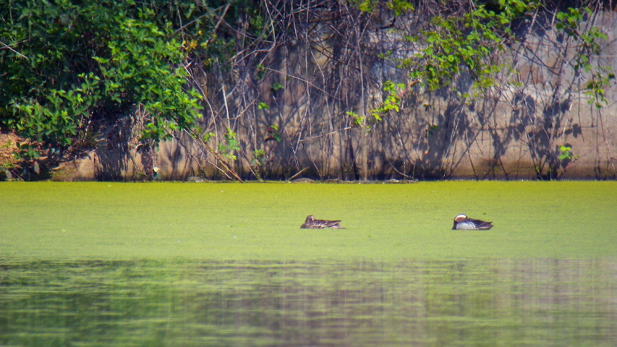 白眉鴨 - ML646803505