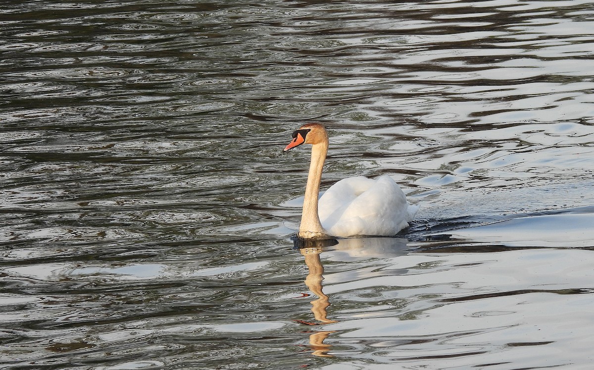 Höckerschwan - ML646803507