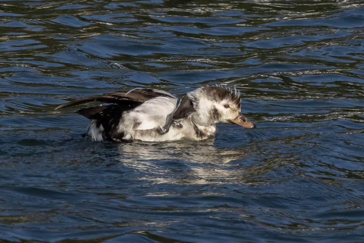 Мөнгөлөг шунгаахай - ML646803508