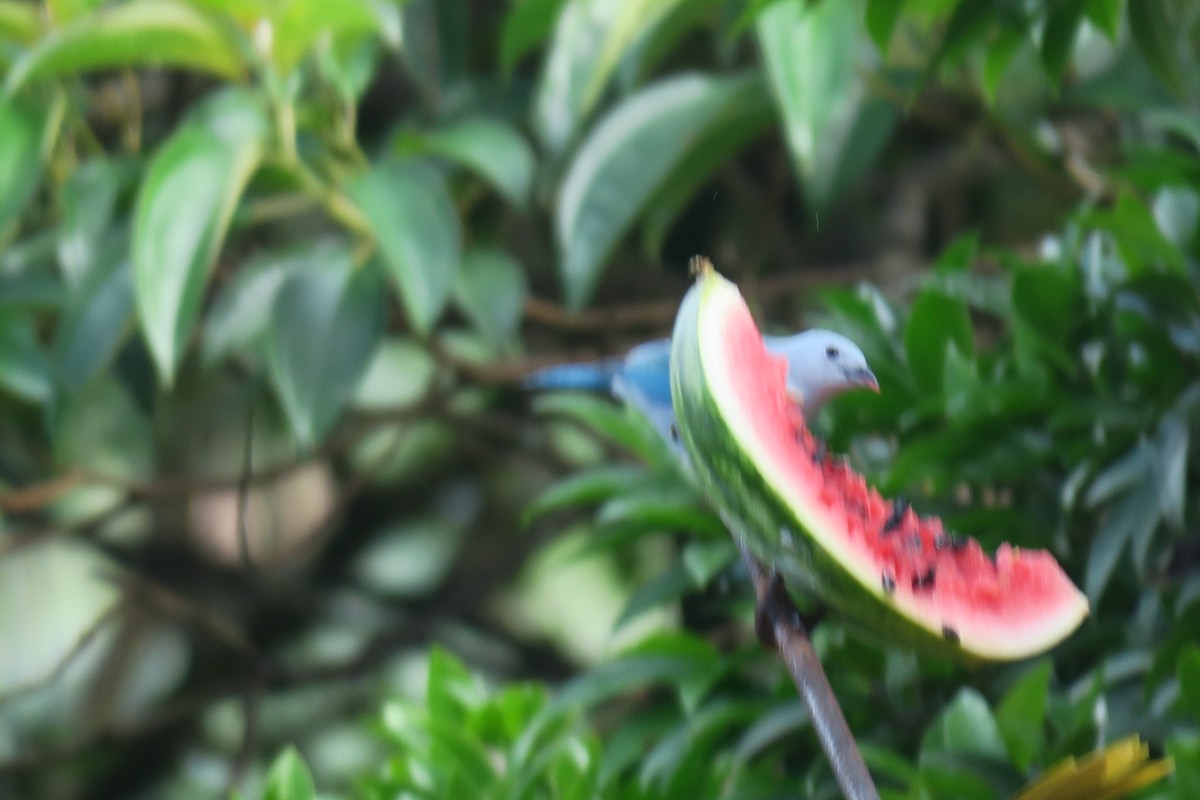 Blue-gray Tanager - ML646803509