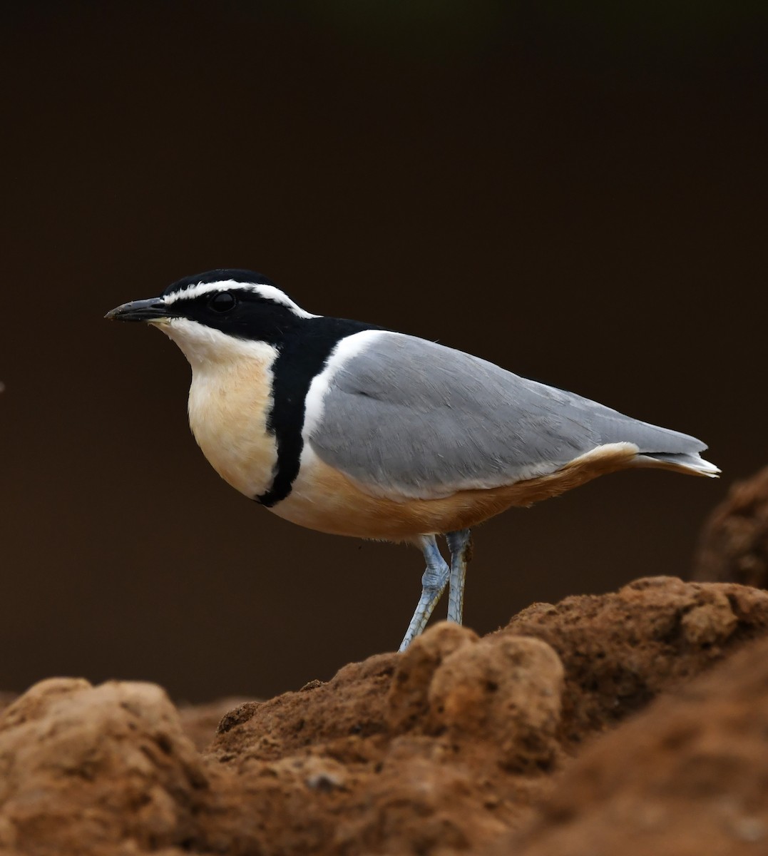 Egyptian Plover - ML646803510