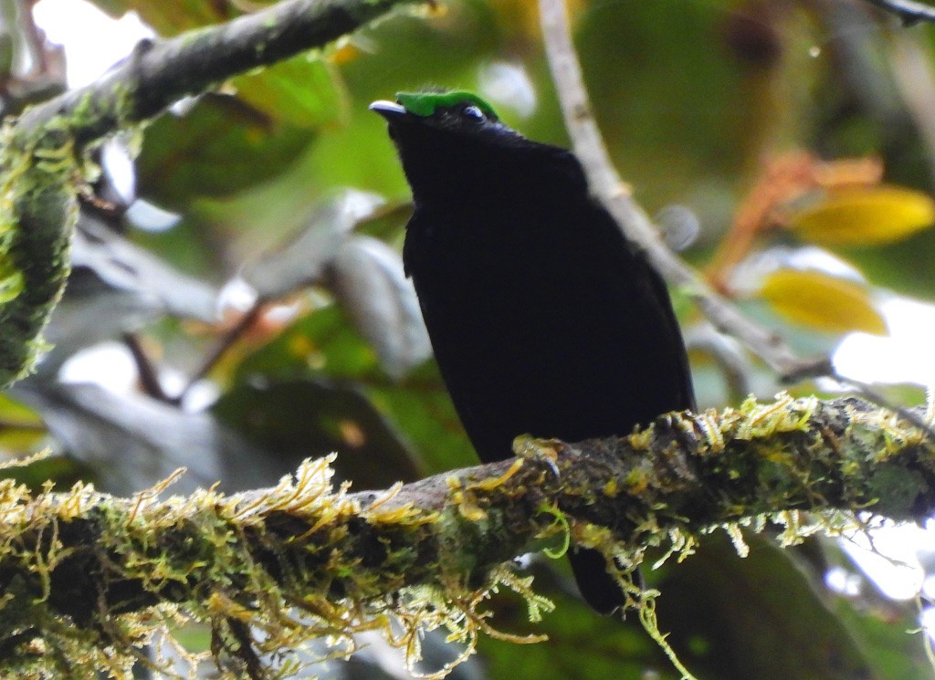 Бархатная филепитта - ML646803513