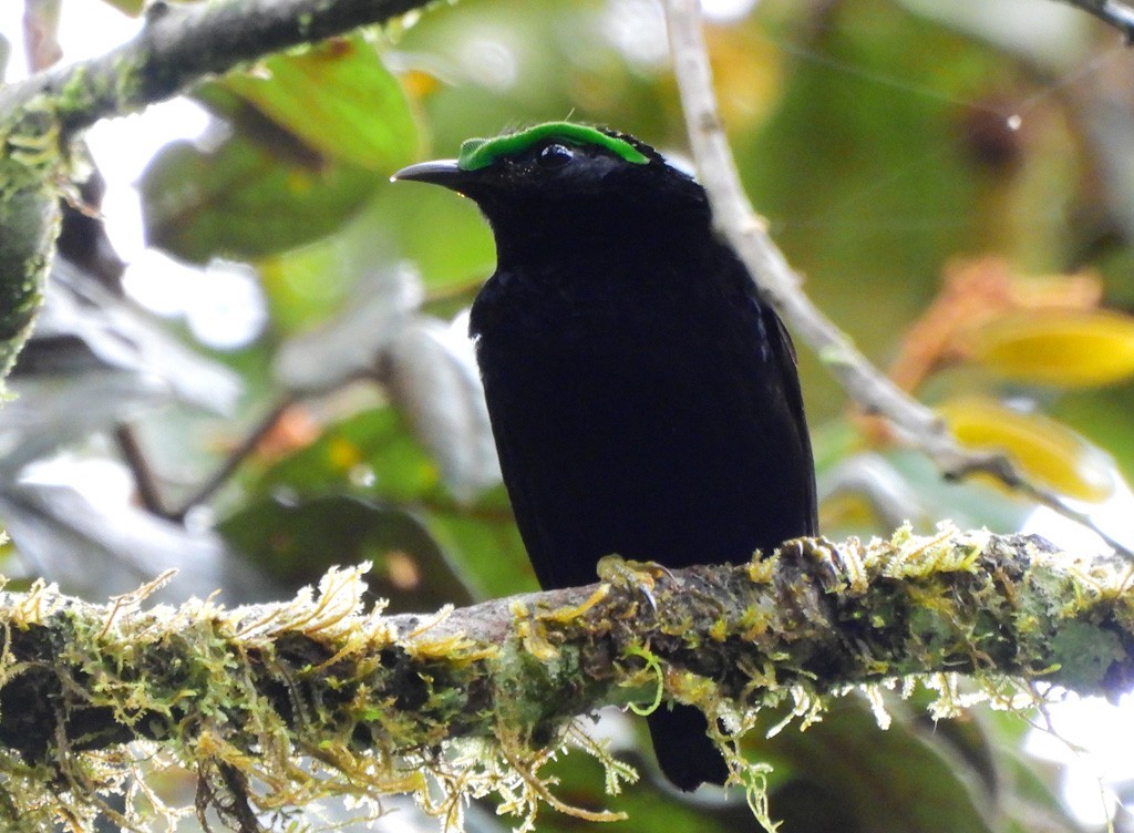 Бархатная филепитта - ML646803514