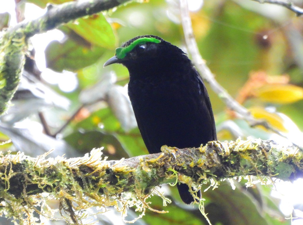 Бархатная филепитта - ML646803515