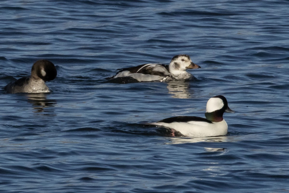 Мөнгөлөг шунгаахай - ML646803521