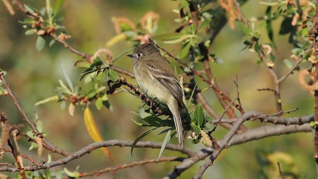 Піві-малюк ялиновий - ML646803522