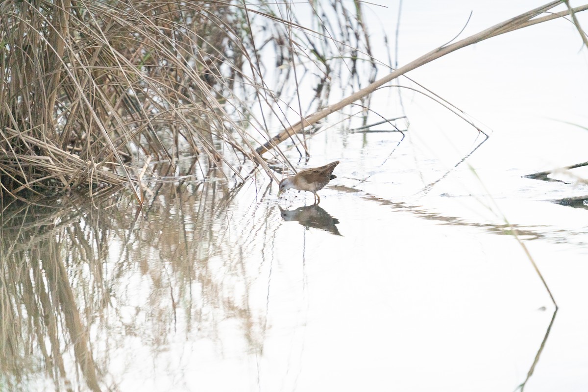 コクイナ - ML646803523