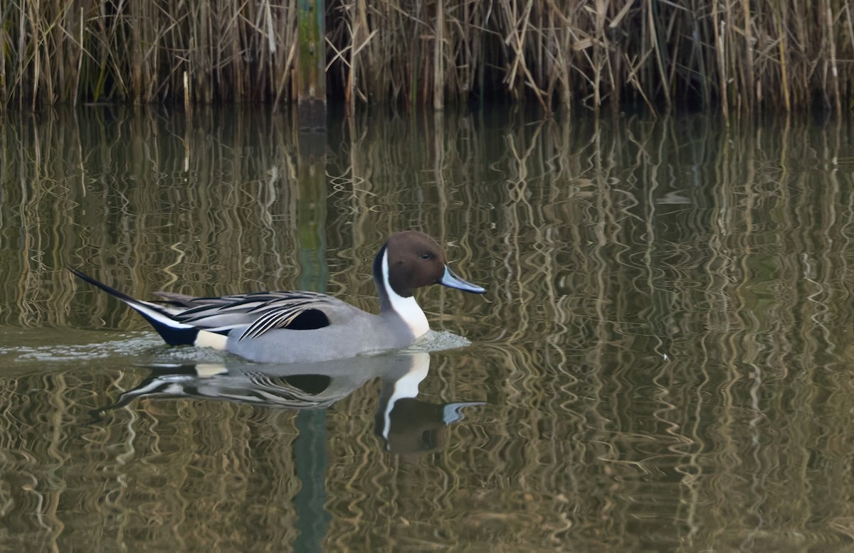 尖尾鴨 - ML646803526