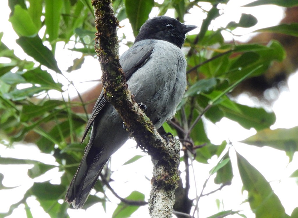 Мадагаскарский воронец - ML646803527