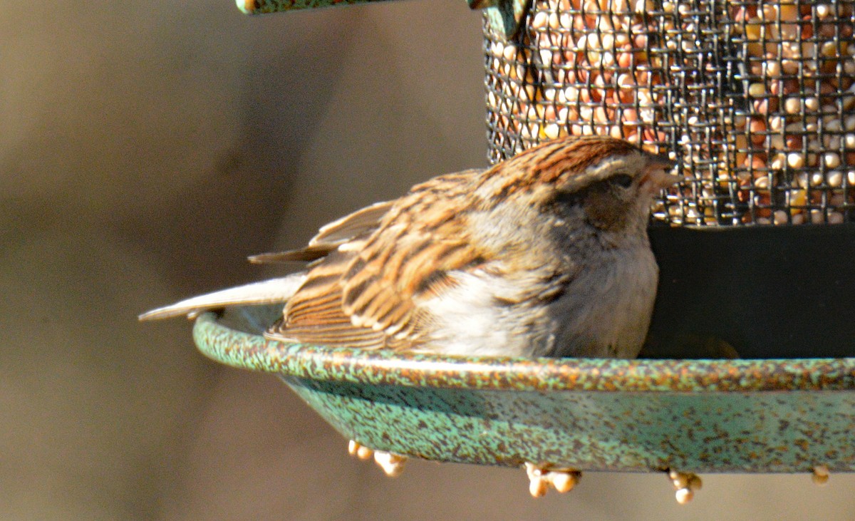 Chipping Sparrow - ML646803528