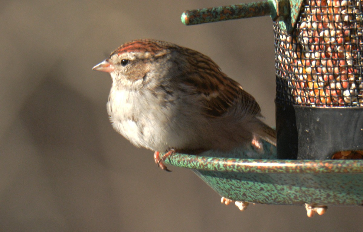 Chipping Sparrow - ML646803529