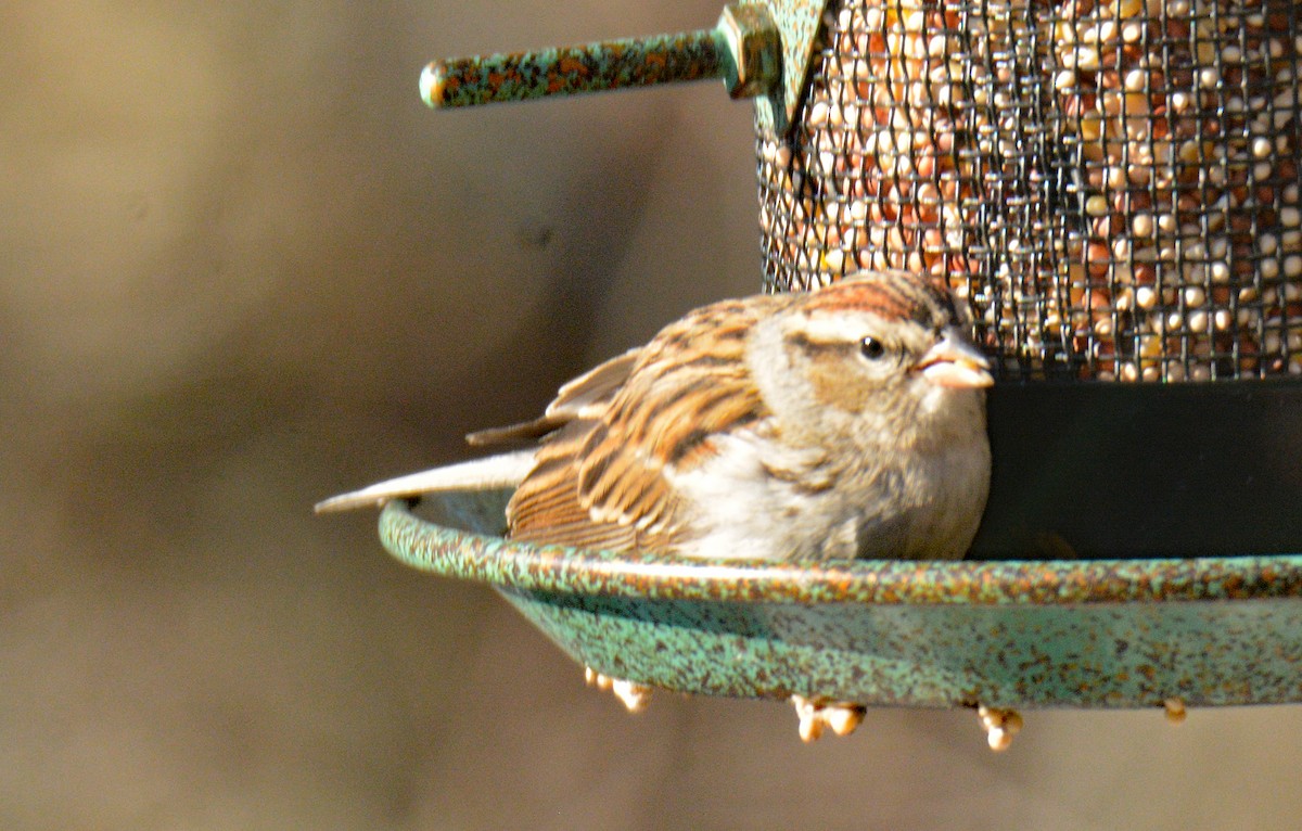 Chipping Sparrow - ML646803530
