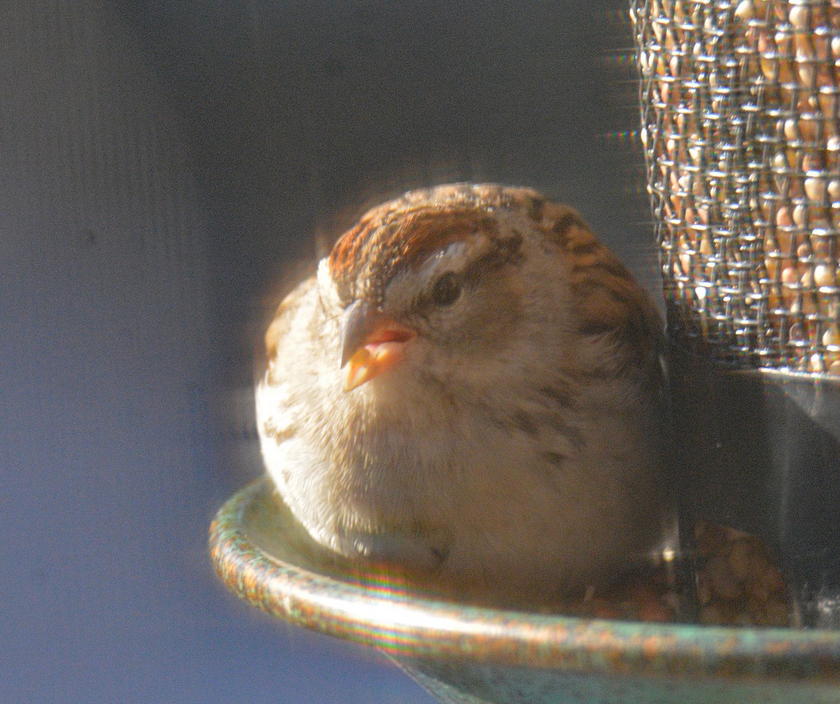 Chipping Sparrow - ML646803535
