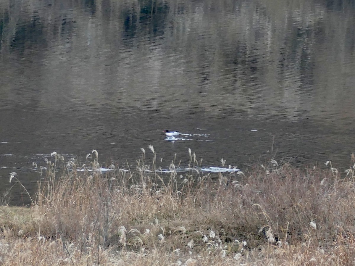 Чешуйчатый крохаль - ML646803536