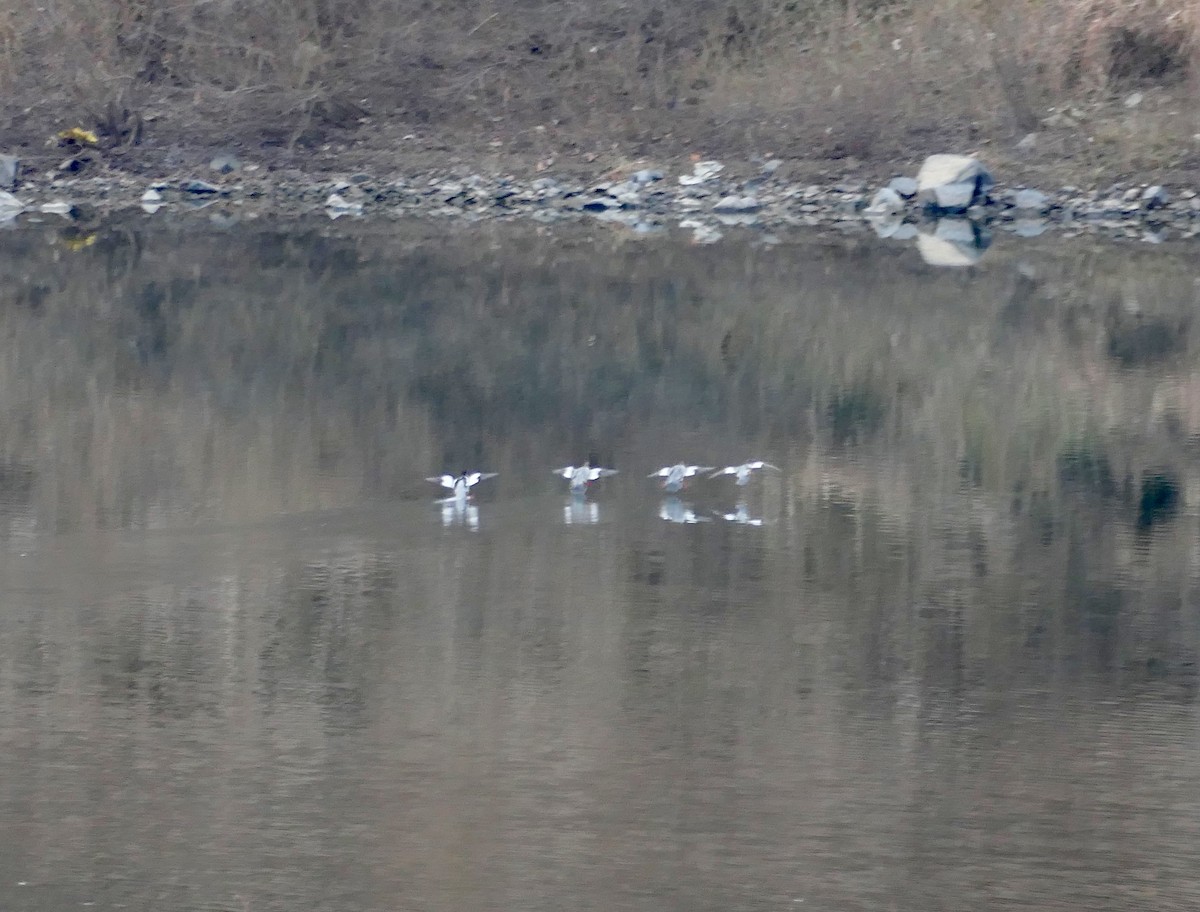 Чешуйчатый крохаль - ML646803537