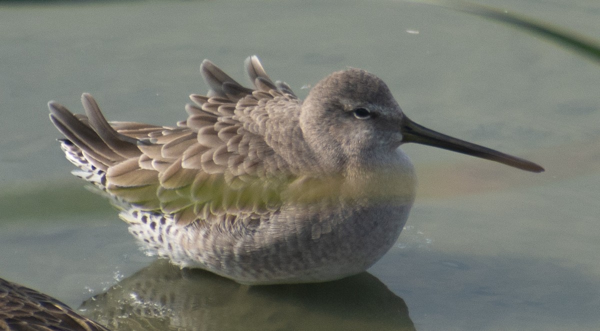 Long-billed Dowitcher - ML646803539