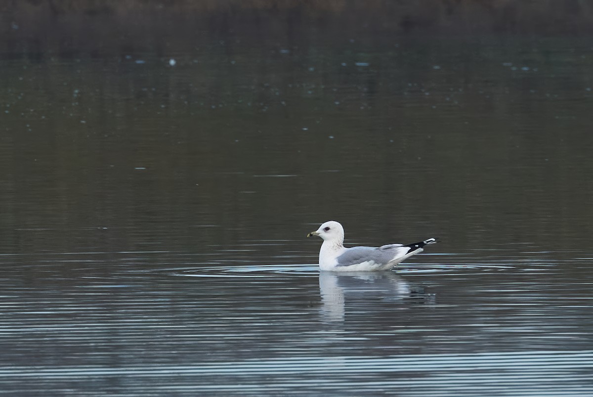 歐亞海鷗 - ML646803540