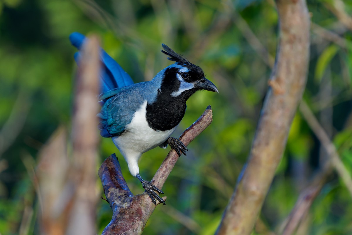 Сойка чорногорла - ML646803541