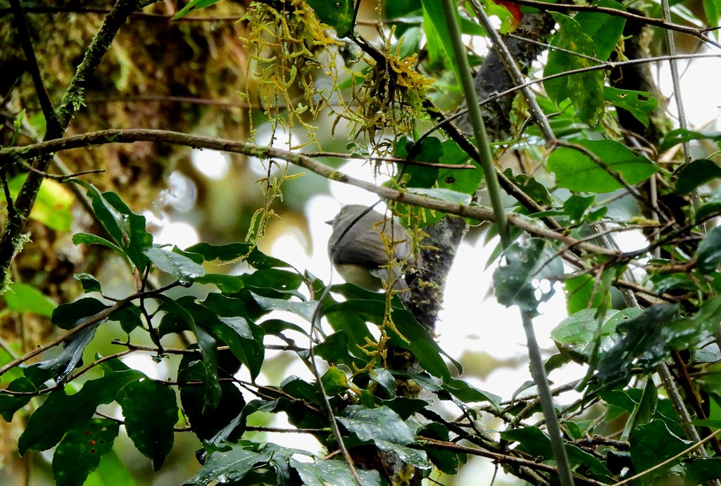 Тёмная ньютония - ML646803542