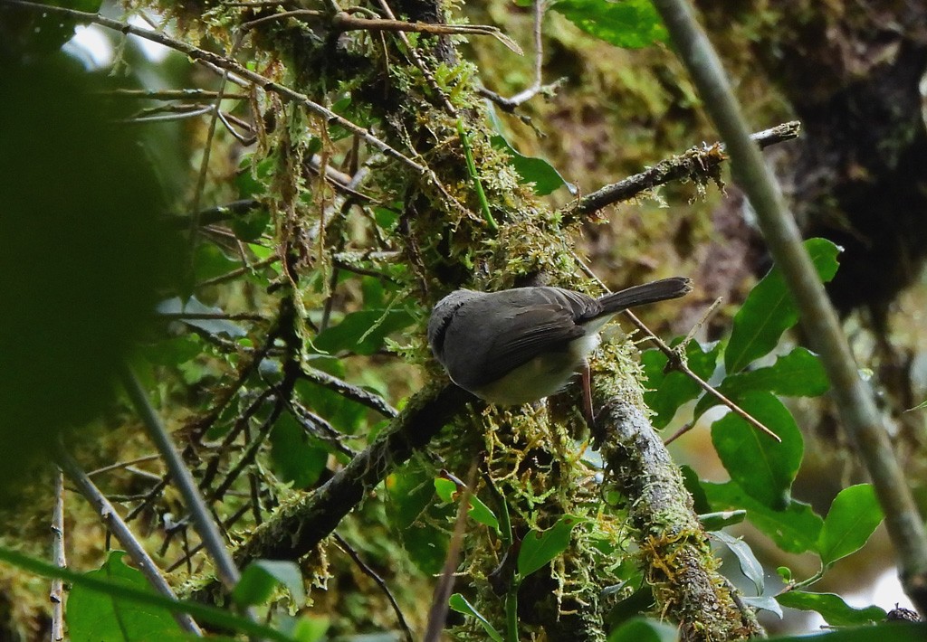 Тёмная ньютония - ML646803543