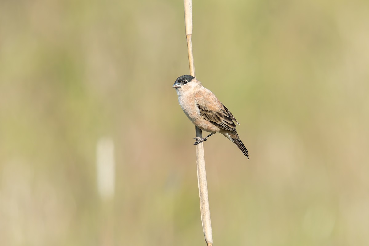 Зерноїд строкатоволий - ML646803549