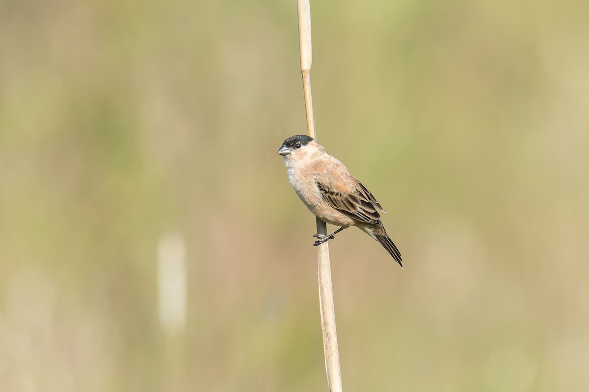 Зерноїд строкатоволий - ML646803550