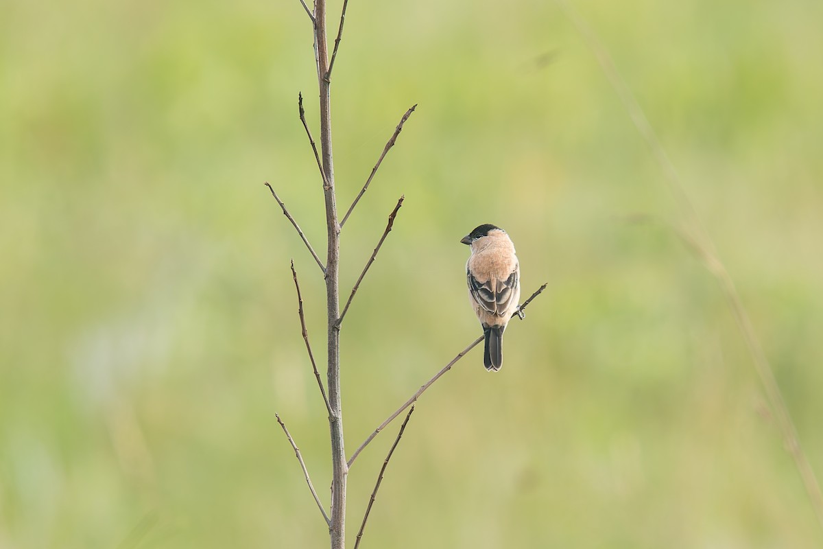 Зерноїд строкатоволий - ML646803551