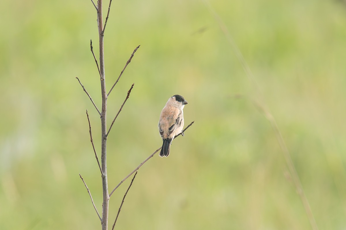Зерноїд строкатоволий - ML646803552