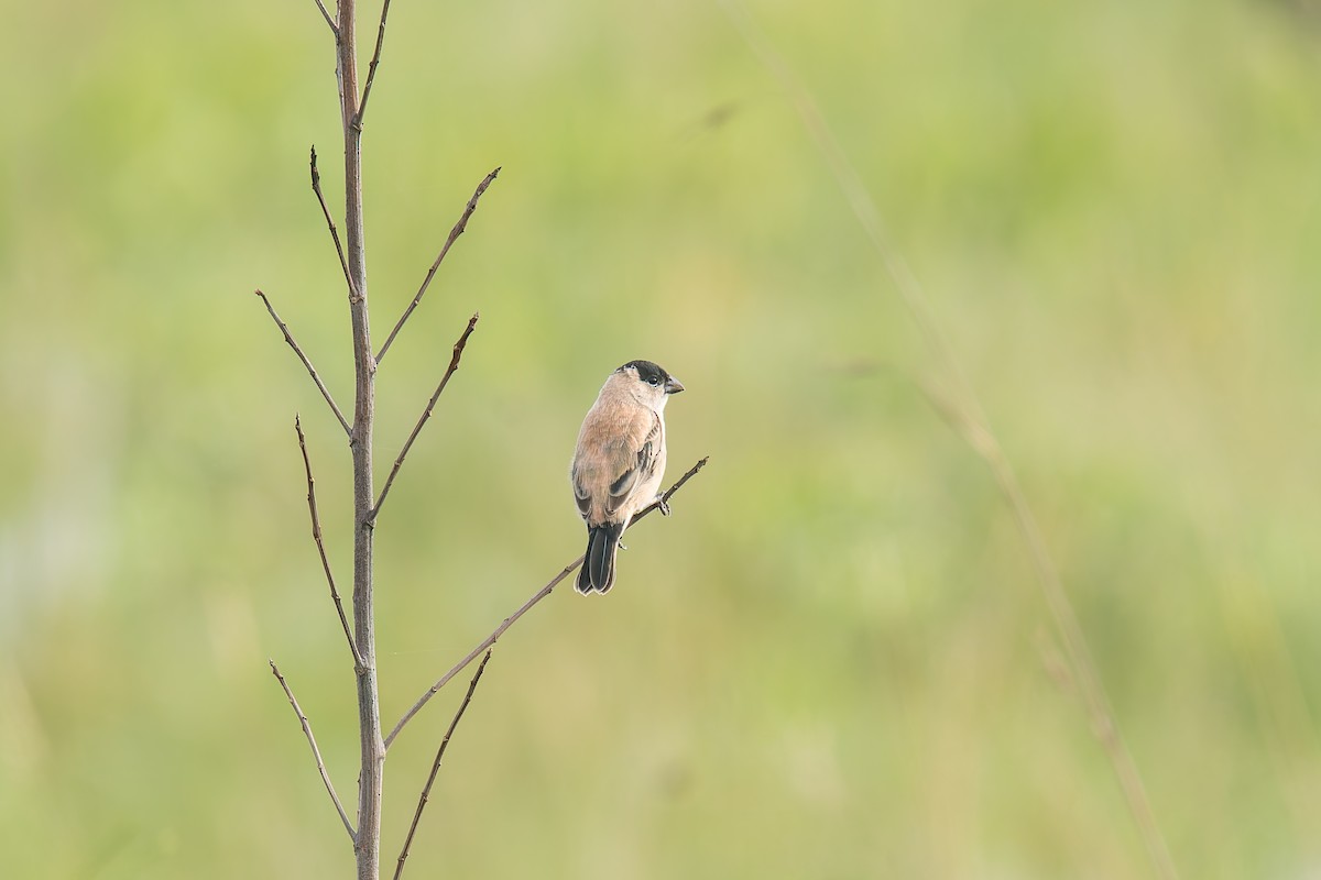 Зерноїд строкатоволий - ML646803553