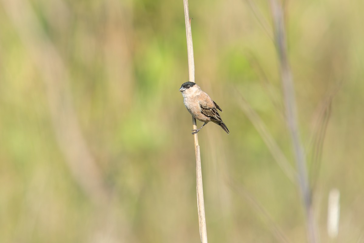 Зерноїд строкатоволий - ML646803554