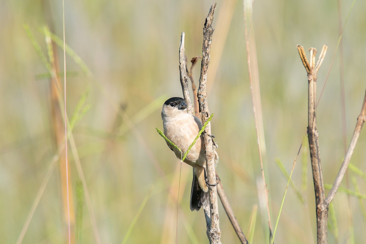 Зерноїд строкатоволий - ML646803555