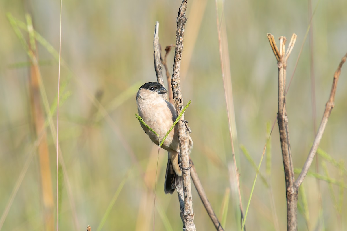 Зерноїд строкатоволий - ML646803556