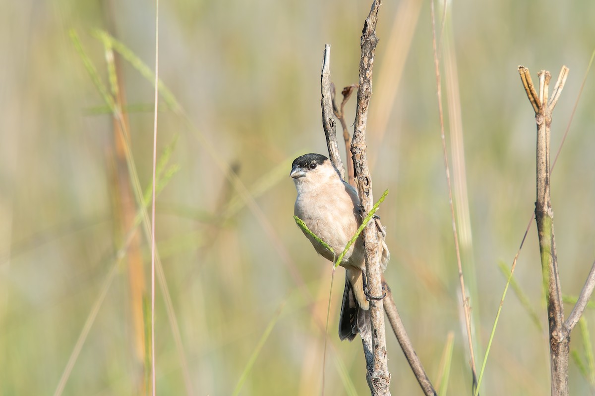 Зерноїд строкатоволий - ML646803557