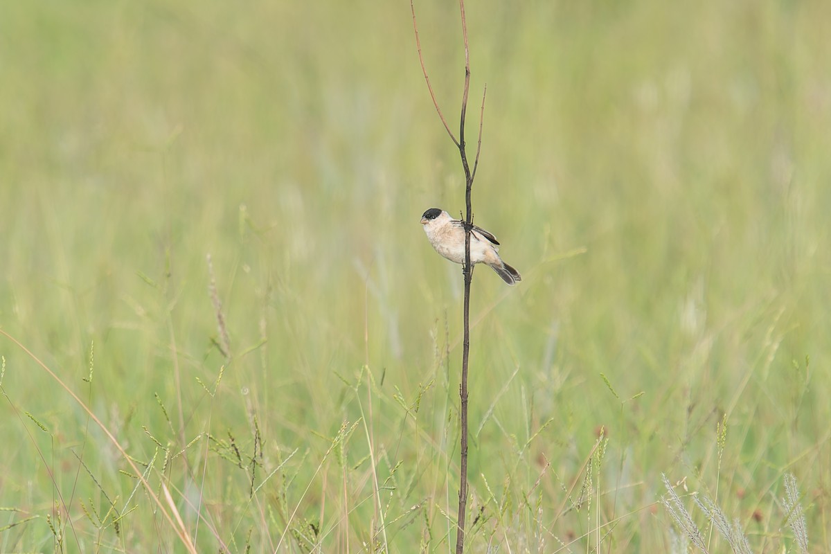 Зерноїд строкатоволий - ML646803558