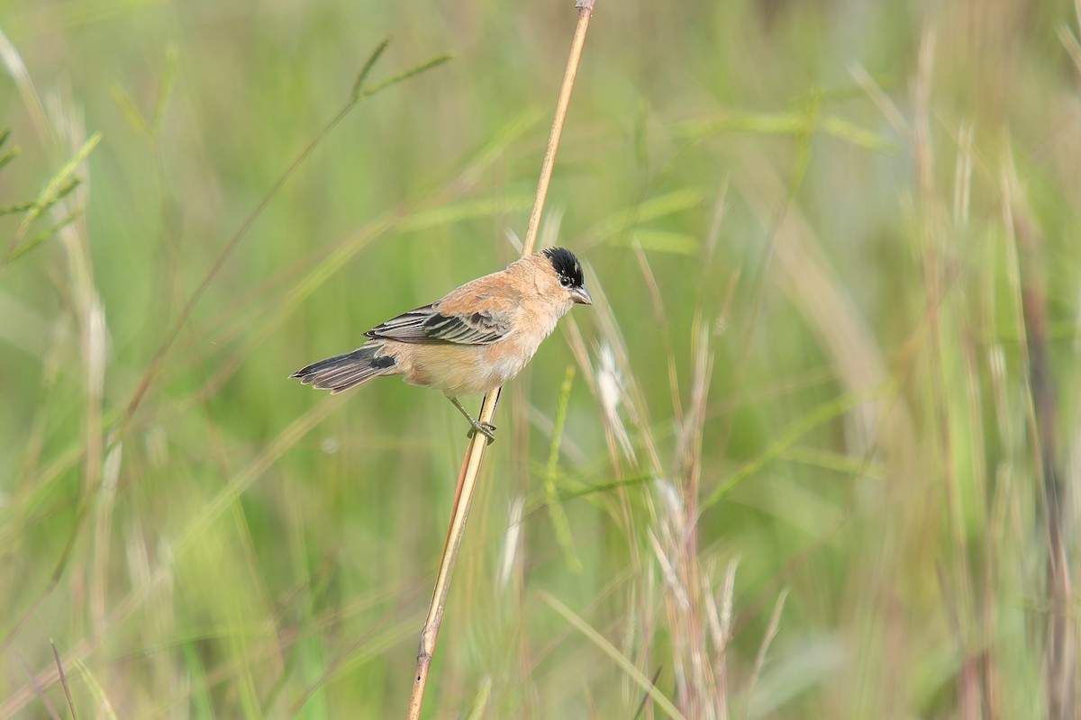 Зерноїд строкатоволий - ML646803559