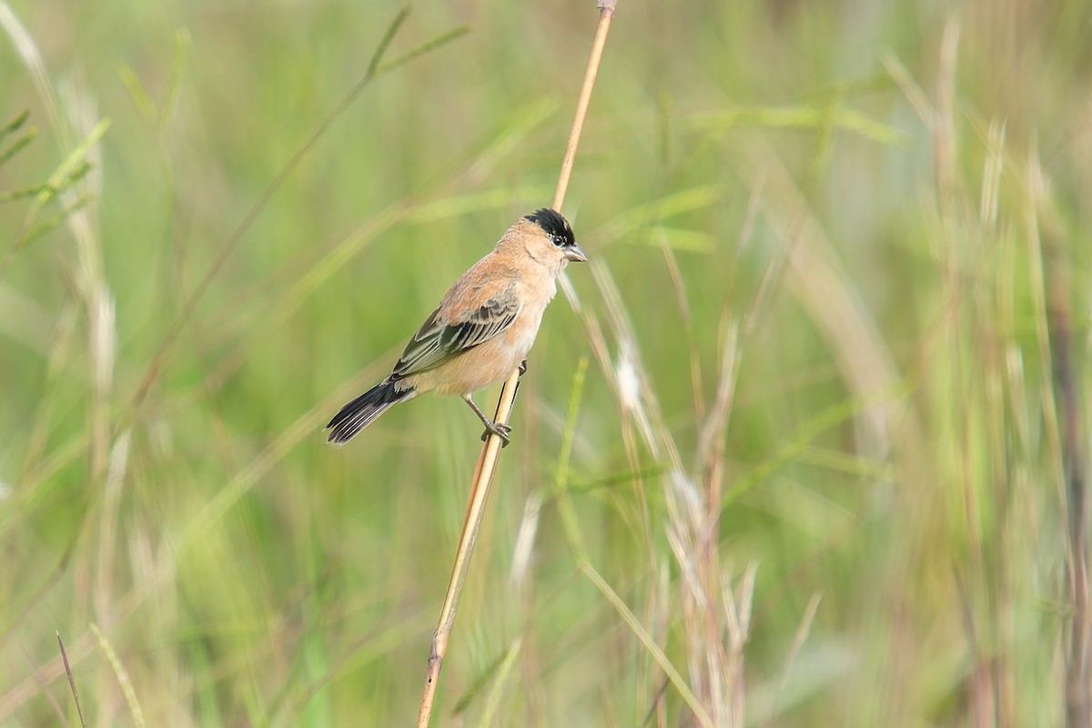 Зерноїд строкатоволий - ML646803560