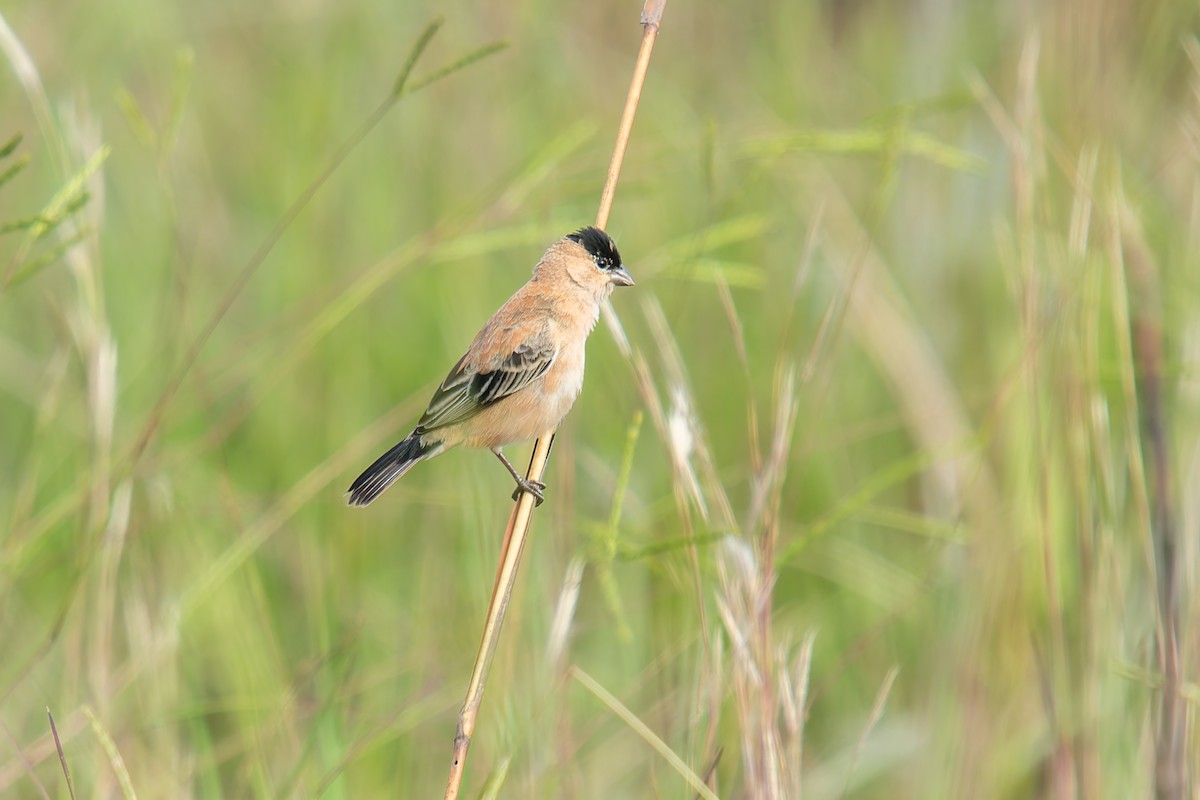 Зерноїд строкатоволий - ML646803561