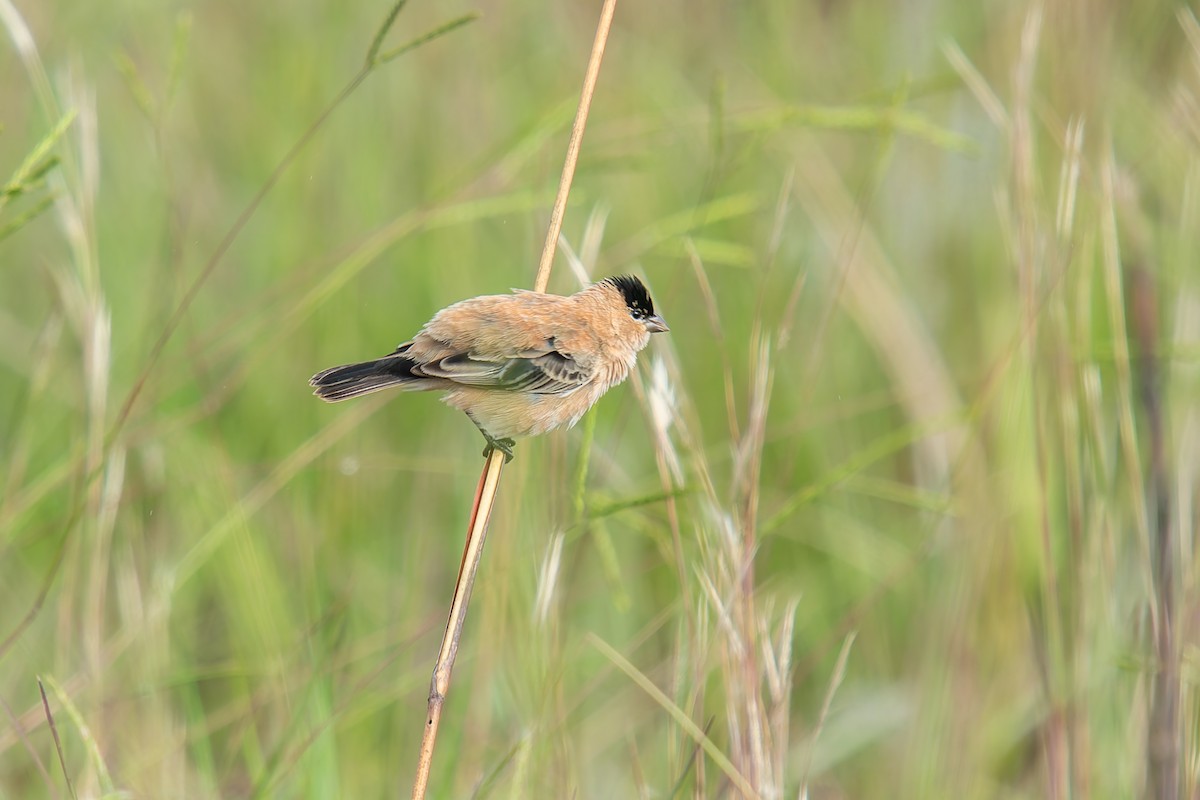 Зерноїд строкатоволий - ML646803562