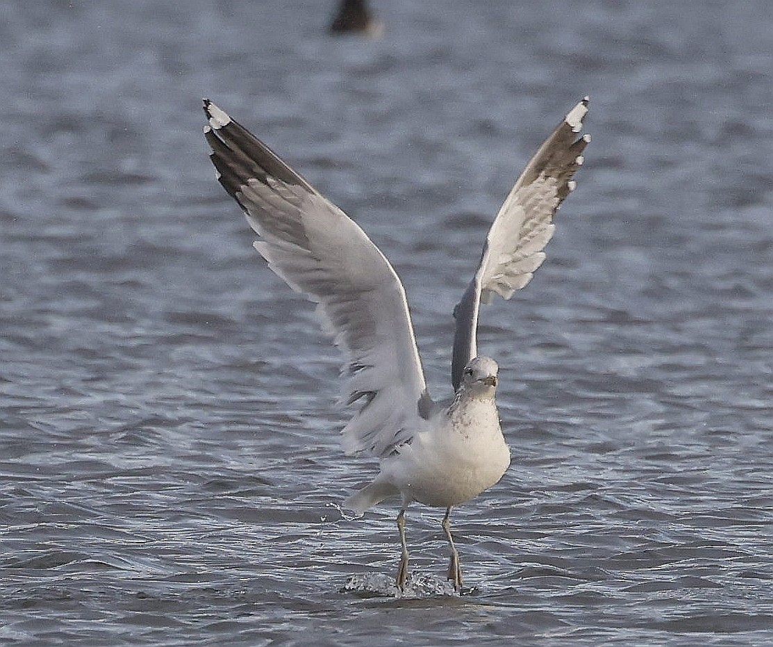 Мартин каліфорнійський - ML646803564