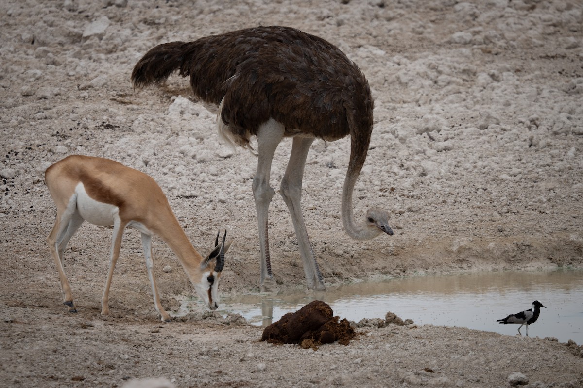 Common Ostrich - ML646803566