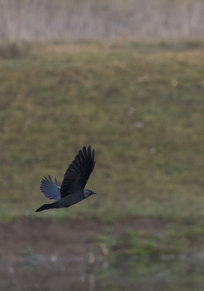 Eurasian Jackdaw - ML646803568