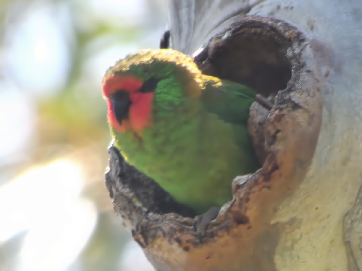 Kırmızı Yüzlü Loriket - ML646803569