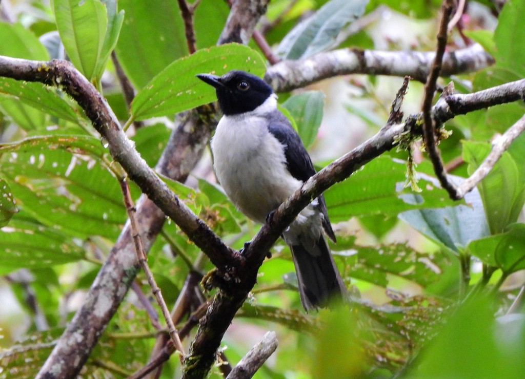 Бюльбюлевая ванга - ML646803570