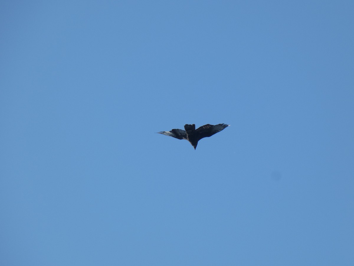 Канюк звичайний - ML646803571