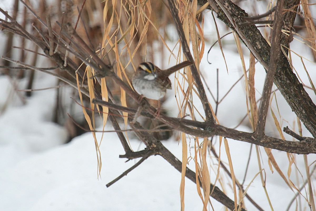 Бруант білогорлий - ML646803572